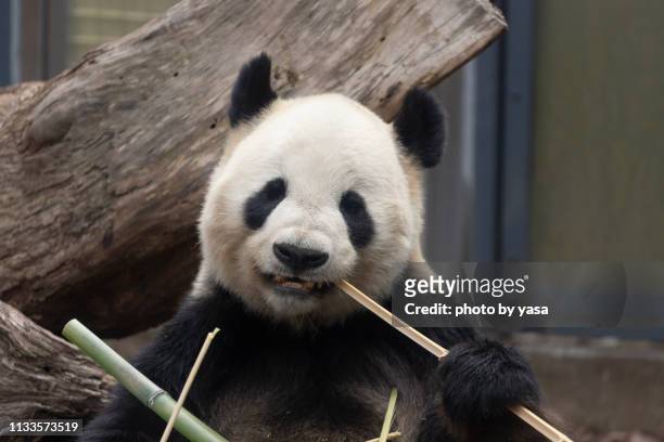 giant panda - 絶滅危惧種 stock-fotos und bilder