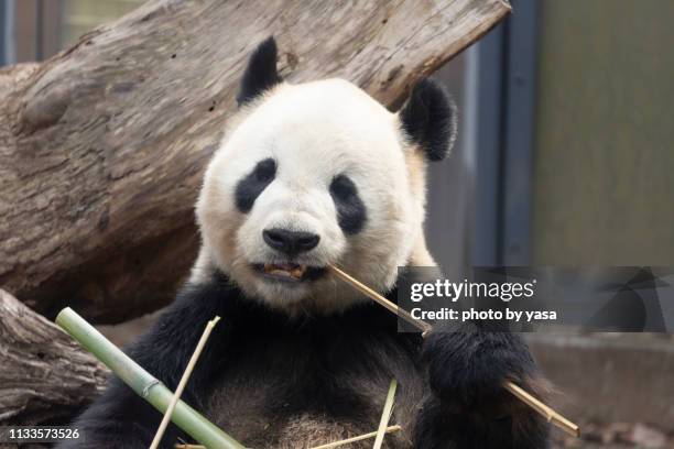 giant panda - 絶滅危惧種 stock-fotos und bilder