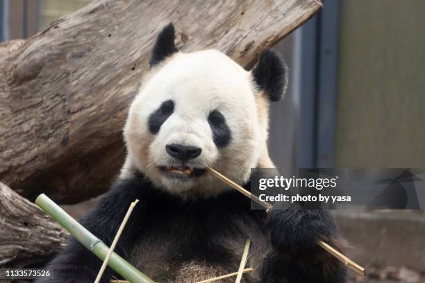 giant panda - 絶滅危惧種 stock pictures, royalty-free photos & images