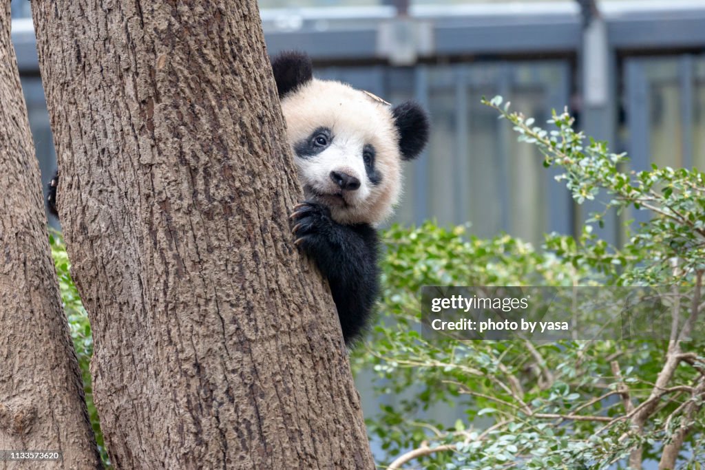 Baby Giant panda