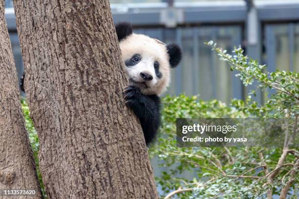 baby giant panda - 絶滅危惧種 stock-fotos und bilder