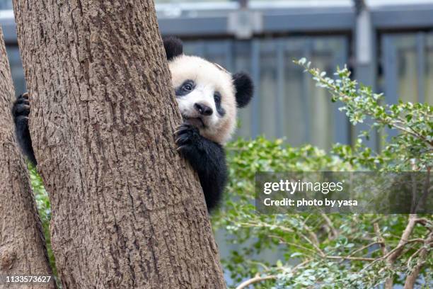 baby giant panda - ジャイアントパンダ stock pictures, royalty-free photos & images