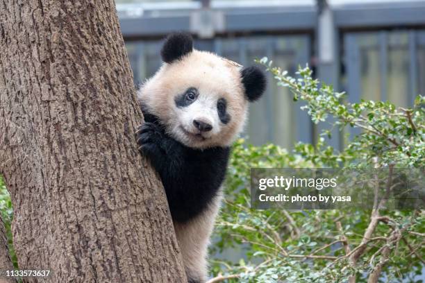 baby giant panda - baby panda stock pictures, royalty-free photos & images