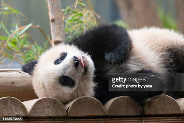 baby giant panda - 幸福 stock-fotos und bilder