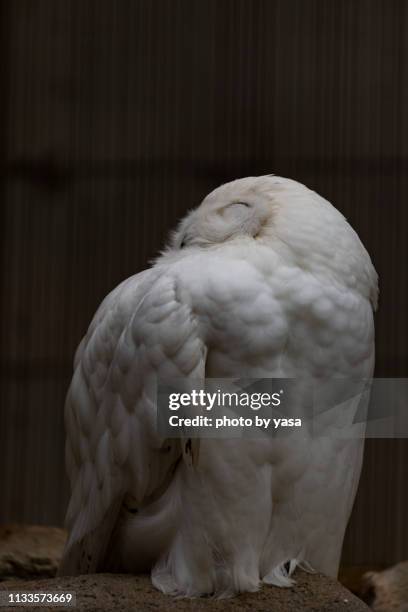 snowy owl - フクロウ fotografías e imágenes de stock