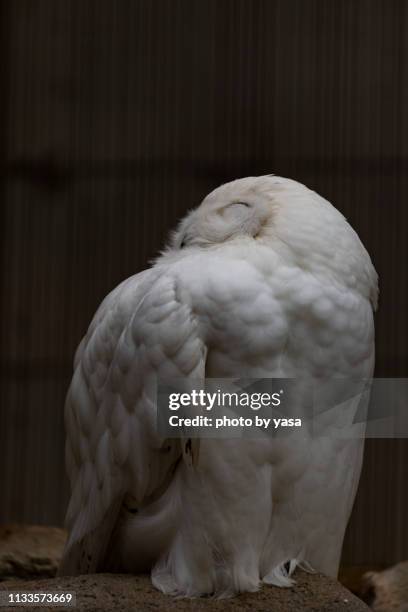 snowy owl - フェザー - fotografias e filmes do acervo