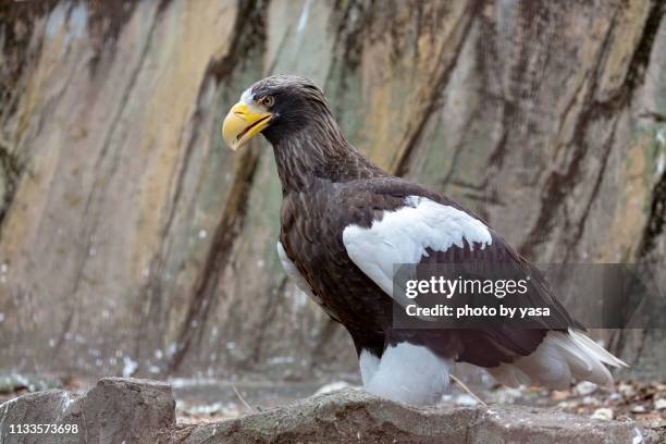 steller's sea eagle - ワイルドライフ - fotografias e filmes do acervo