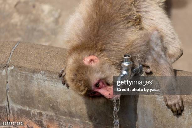 japanese macaque - 猿 stockfoto's en -beelden