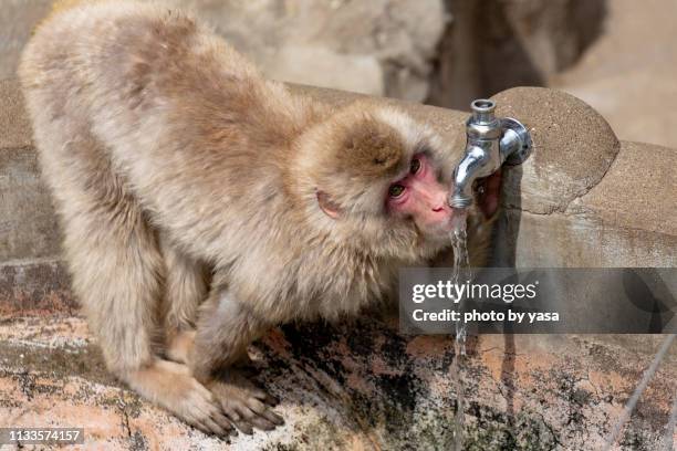 japanese macaque - 猿 stock pictures, royalty-free photos & images