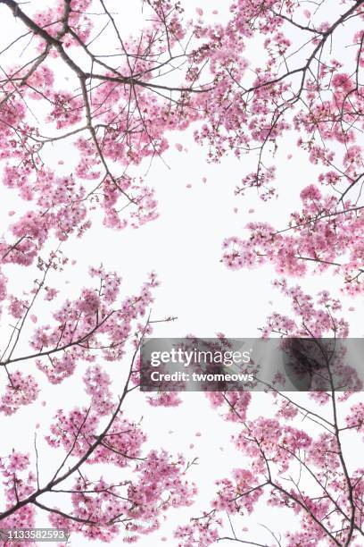 pink cherry blossom trees frame in tokyo japan. - 並木 ストックフォトと画像