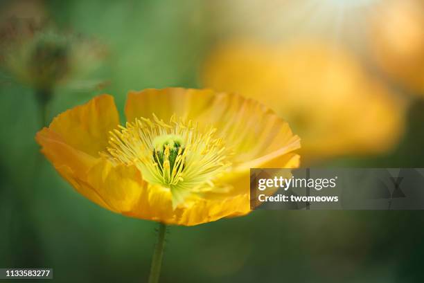 blooming yellow poppy. - ranunculus stock pictures, royalty-free photos & images