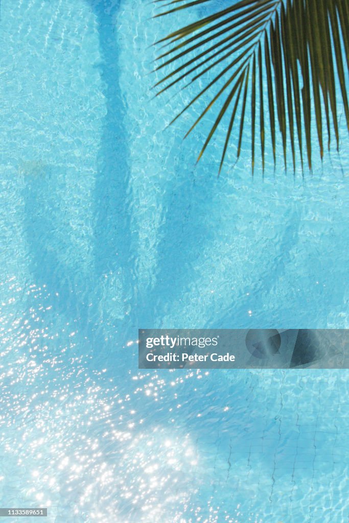 Palm Tree shadow in swimming pool