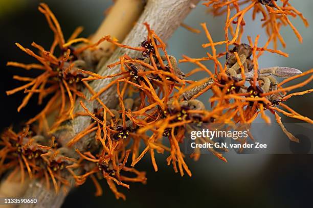 hamamelis intermedia "aphrodite" - hamamelis stock-fotos und bilder