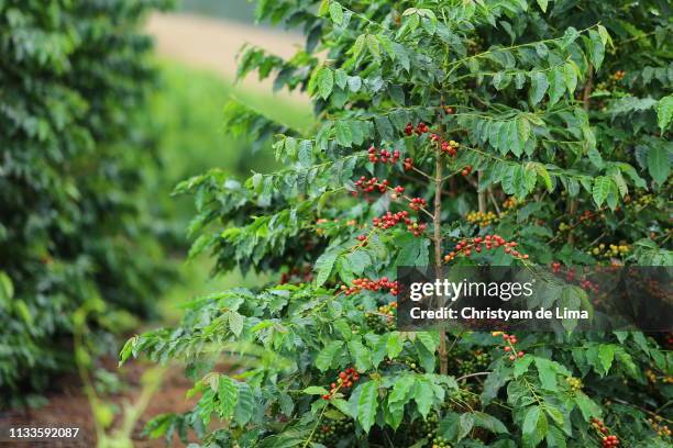 coffee beans seed on tree - cafeeiro - fotografias e filmes do acervo