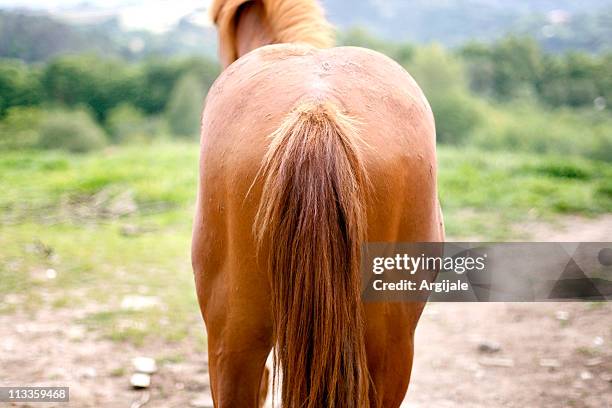 horse back - horse tail stock pictures, royalty-free photos & images