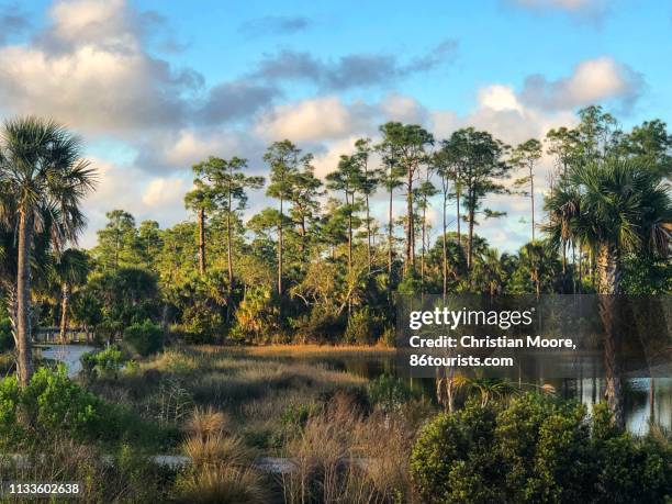 florida wetlands - sumpf stock-fotos und bilder