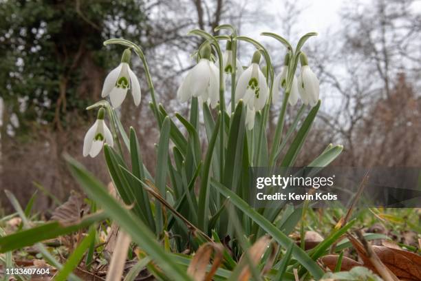 this image shows growing snowdrops in frankfurt (oder), brandenburg, germany. - wildblume 個照片及圖片檔