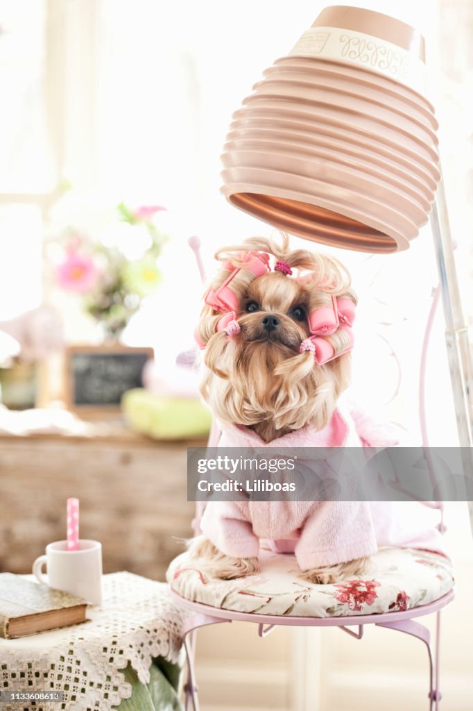 Yorkshire Terrier Dog al Salone della Toelettatura