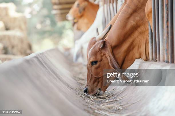 modern farm cowshed. - cowshed stock pictures, royalty-free photos & images