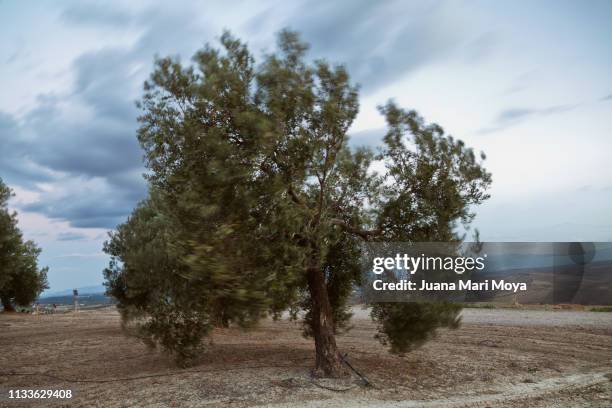 olive tree with wind movement effect.  jaen.  andalusia.  spain - paisaje escénico stock-fotos und bilder