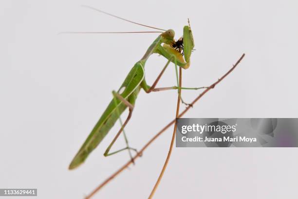 praying mantis eating a fly, on white background - animales cazando stock-fotos und bilder