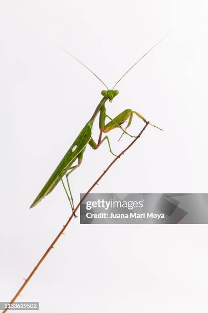 praying mantis staring at the camera in prayer position.  spain - posición elevada stock pictures, royalty-free photos & images