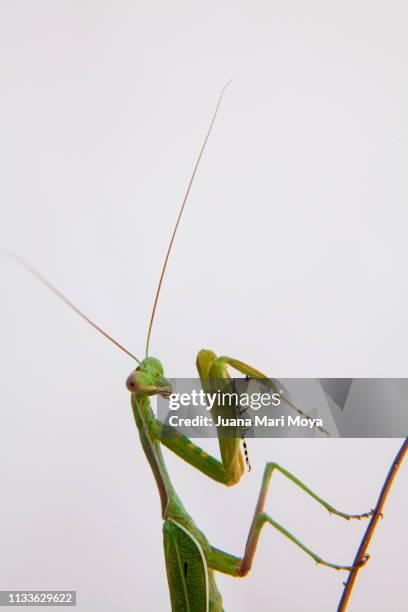 praying mantis staring at the camera in prayer position.  spain - detalle de primer plano stock pictures, royalty-free photos & images