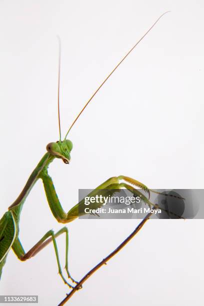 praying mantis staring at the camera in prayer position.  spain - mirando a la cámara stockfoto's en -beelden