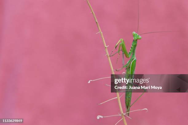 praying mantis staring at the camera in prayer position.  spain - mirando a la cámara stockfoto's en -beelden