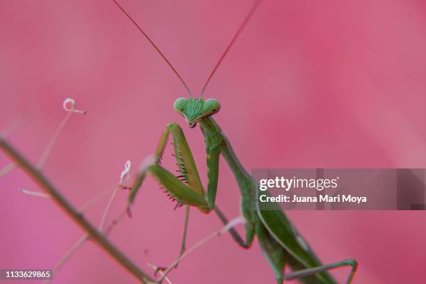 praying mantis staring at the camera in prayer position.  spain - mirando a la cámara stockfoto's en -beelden