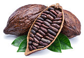 Cocoa pods and cocoa beans - chocolate basis.