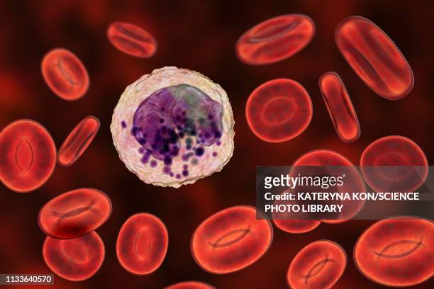 basophil white and red blood cell, illustration - anticoagulant stock-grafiken, -clipart, -cartoons und -symbole