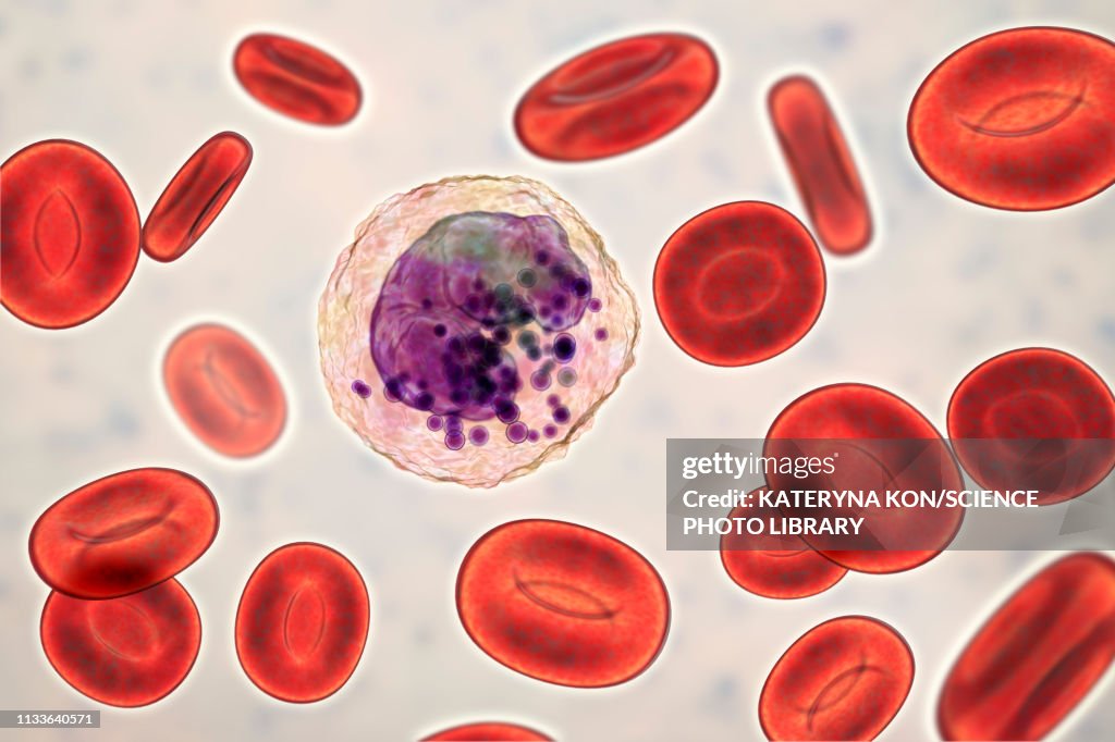 Basophils Rbc Basophil White And Red Blood Cell Illustration High-Res Vector Graphic ...