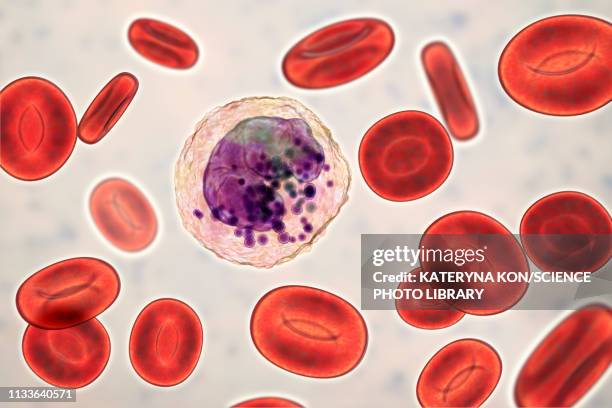 basophil white and red blood cell, illustration - lymphoma 幅插畫檔、美工圖案、卡通及圖標