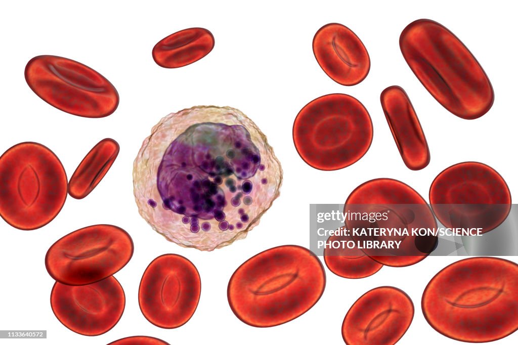 Basophils Rbc Basophil White And Red Blood Cell Illustration High-Res Vector Graphic ...