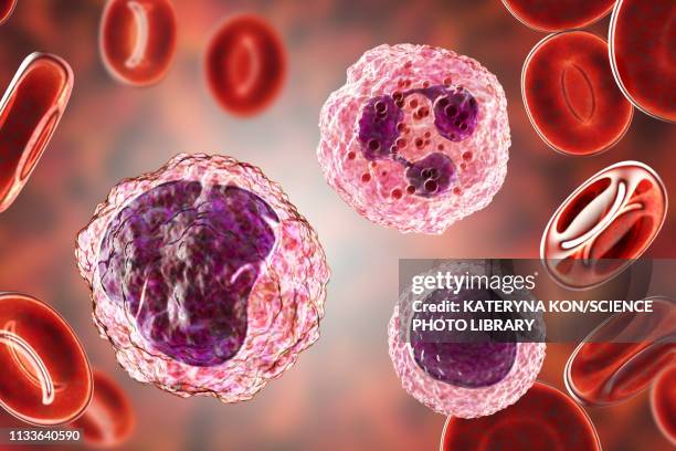 white blood cells in a blood smear, illustration - umbilical cord stock illustrations