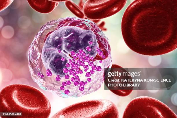 basophil white and red blood cell, illustration - anticoagulant stock-grafiken, -clipart, -cartoons und -symbole