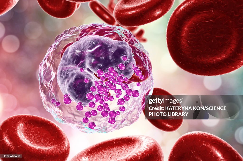Basophils Rbc Basophil White And Red Blood Cell Illustration High-Res Vector Graphic ...