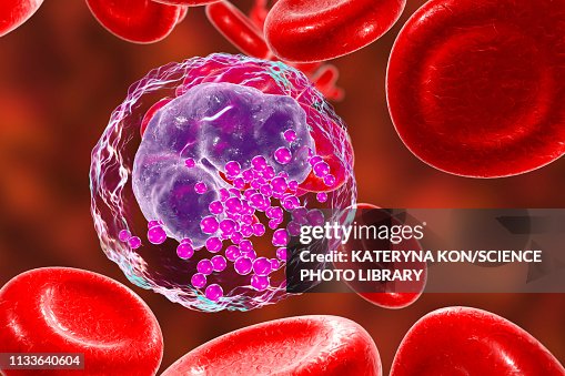 Basophils Rbc Basophil White And Red Blood Cell Illustration Ilustración de stock ...