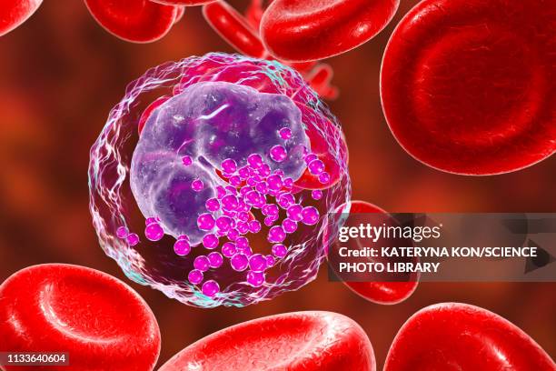 ilustrações de stock, clip art, desenhos animados e ícones de basophil white and red blood cell, illustration - glóbulo vermelho