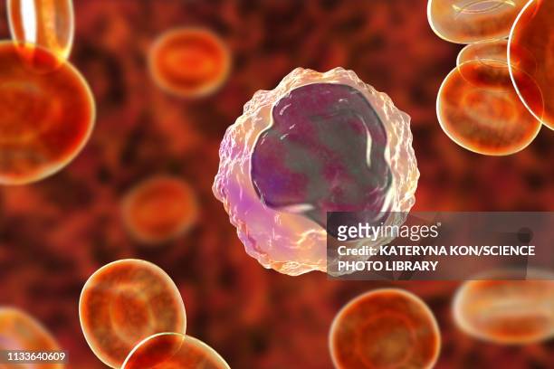 monocyte white blood cell in a blood smear, illustration - nucleus stock illustrations