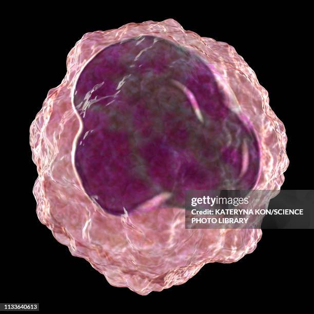 What Is A Monocyte Photos and Premium High Res Pictures - Getty Images