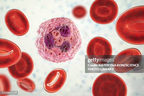 neutrophil white blood cell, illustration - red blood cell white background stock illustrations