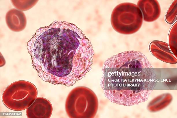 neutrophil and monocyte white blood cell, illustration - neutrophil stock illustrations