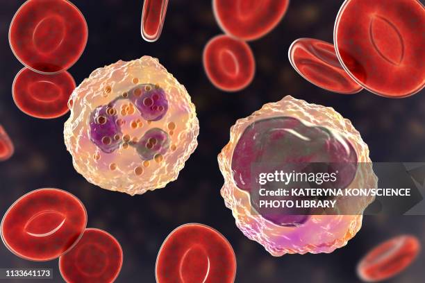 illustrazioni stock, clip art, cartoni animati e icone di tendenza di neutrophil and monocyte white blood cell, illustration - granulocita neutrofilo