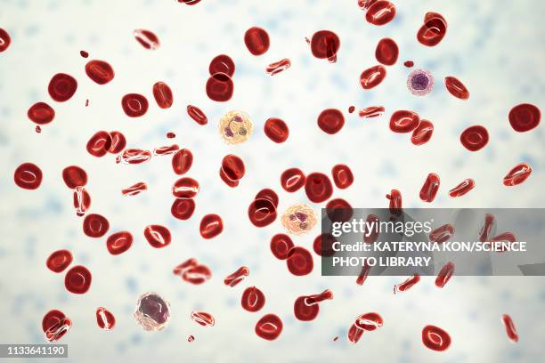 illustrazioni stock, clip art, cartoni animati e icone di tendenza di normal blood smear, illustration - piastrina