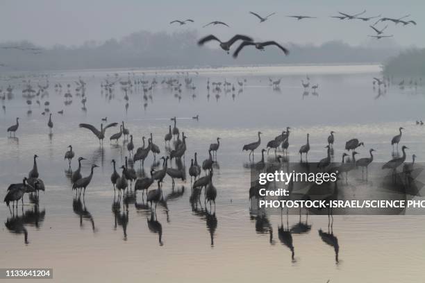 ilustrações de stock, clip art, desenhos animados e ícones de common crane in flight - naegleria fowleri