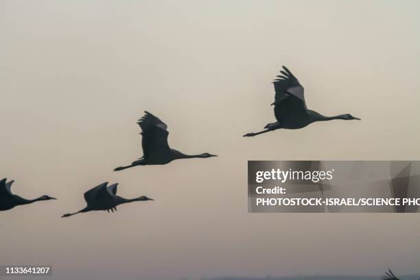 common crane in flight - crane bird stock illustrations