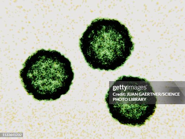 coxsackievirus virus particles, illustration - thyroid cancer stock illustrations