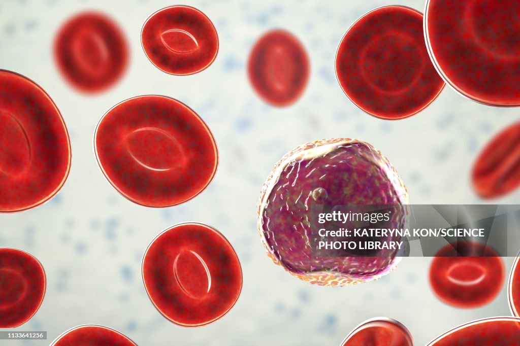 Lymphocyte white blood cell, illustration